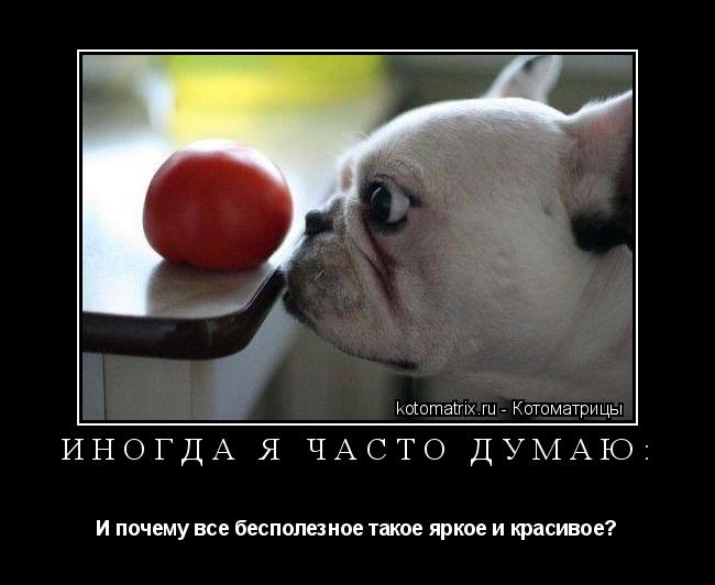 Котоматрица: Иногда я часто думаю: И почему все бесполезное такое яркое и красивое?
