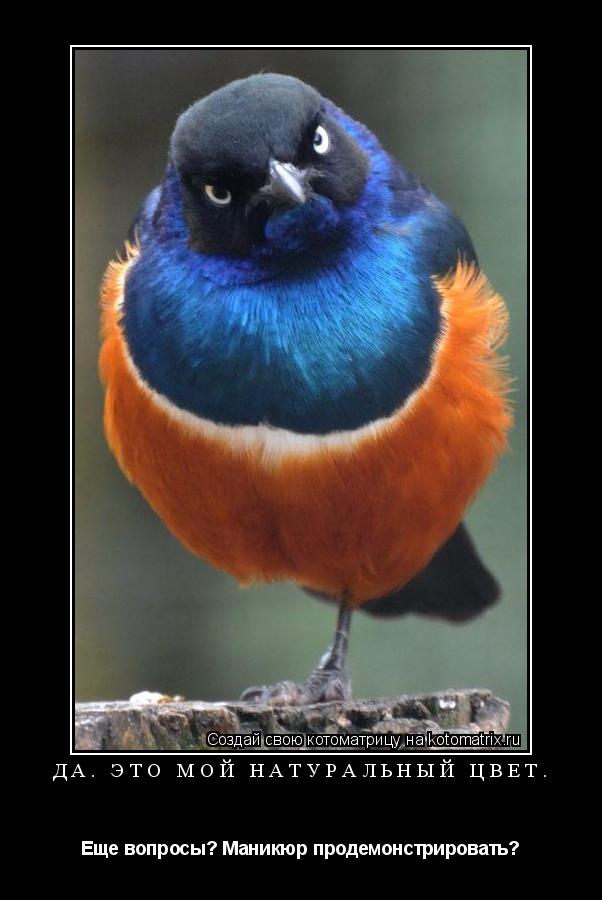 Котоматрица: Да. Это мой натуральный цвет. Еще вопросы? Маникюр продемонстрировать?