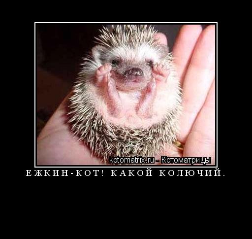 Котоматрица: Ёжкин-кот! Какой колючий. 