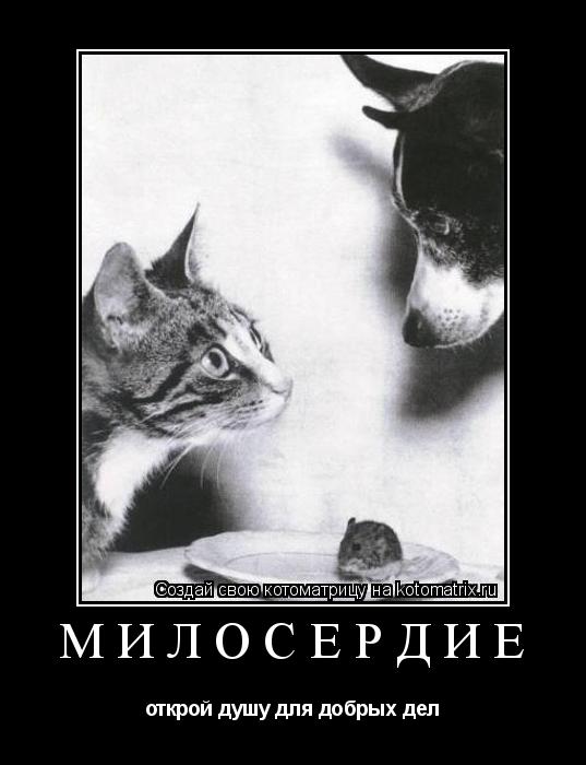 Котоматрица: Милосердие открой душу для добрых дел