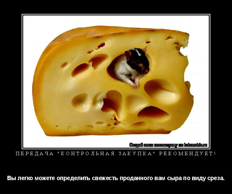 Котоматрица: Передача "Контрольная закупка" рекомендует! Вы легко можете определить свежесть проданного вам сыра по виду среза.