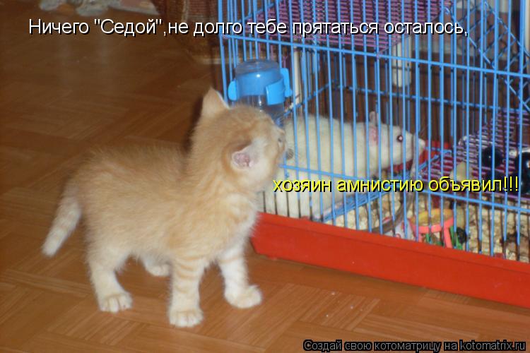 Котоматрица: Ничего "Седой",не долго тебе прятаться осталось, хозяин амнистию объявил!!!