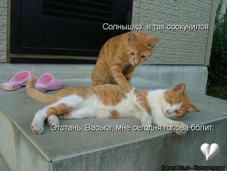 Котоматрица: Отстань, Васька, мне сегодня голова болит... Солнышко, я так соскучился...
