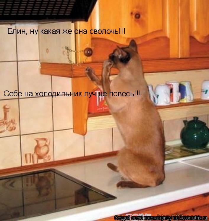 Котоматрица: Блин, ну какая же она сволочь!!! Себе на холодильник лучше повесь!!!