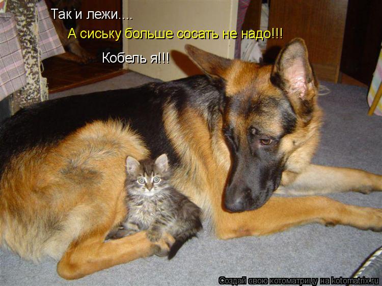 Котоматрица: Так и лежи....  А сиську больше сосать не надо!!! Кобель я!!!