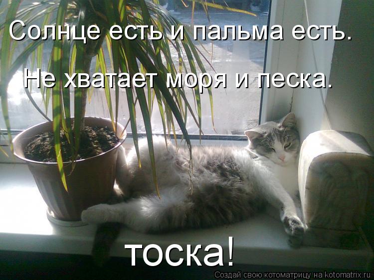 Котоматрица: Солнце есть и пальма есть. Не хватает моря и песка. тоска!
