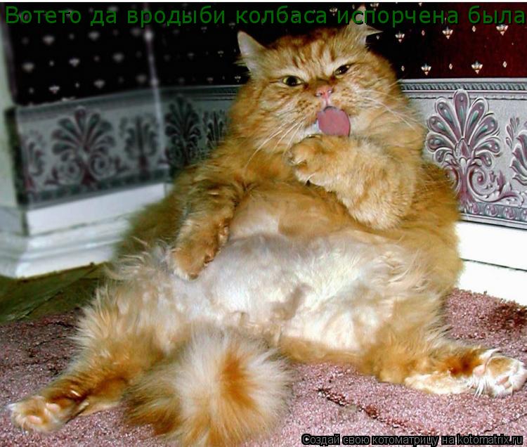 Котоматрица: Вотето да вродыби колбаса испорчена была