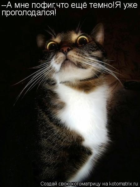 Котоматрица: --А мне пофиг,что ещё темно!Я уже проголодался!