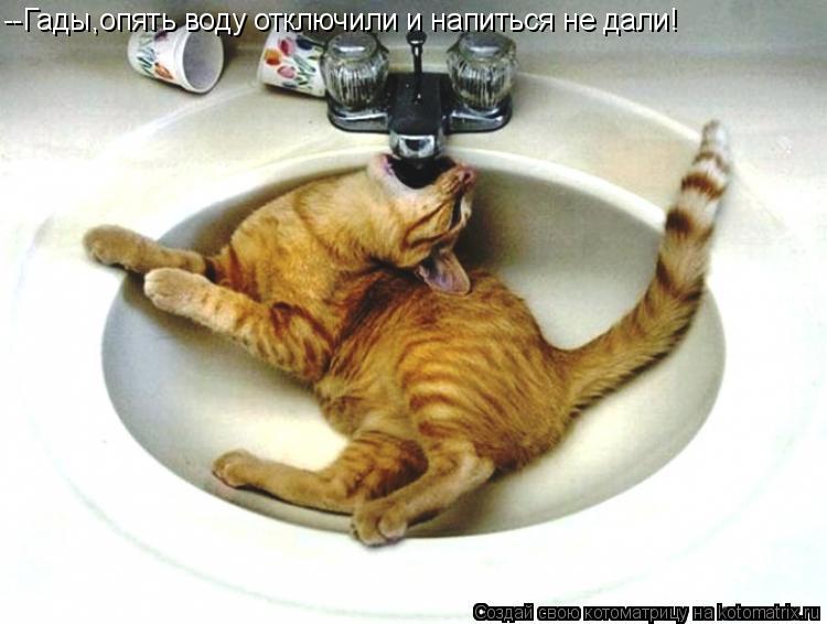 Котоматрица: --Гады,опять воду отключили и напиться не дали!