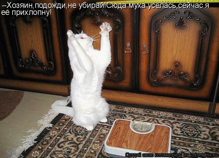 Котоматрица: --Хозяин,подожди,не убирай!Сюда муха уселась,сейчас я её прихлопну!