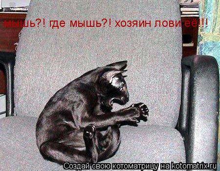 мышь?! где мышь?! хозяин лови её!!!... Котоматрица: мышь?! где мышь?! хозяин лови её!!!