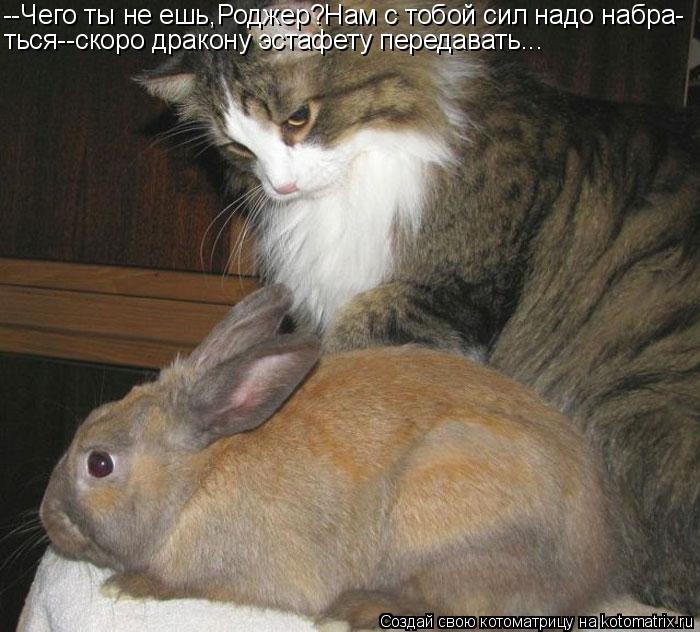 Котоматрица: --Чего ты не ешь,Роджер?Нам с тобой сил надо набра- ться--скоро дракону эстафету передавать...