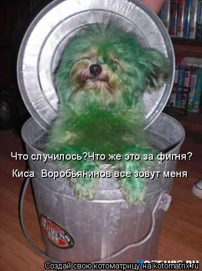 Котоматрица: Что случилось?Что же это за фигня? Киса  Воробьянинов все зовут меня