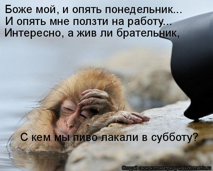 Боже мой, и опять понедельник... И опять мне ползти на работу... Интересно, а жив ли брательник, С к... Котоматрица: Боже мой, и опять понедельник... И опять мне ползти на работу... Интересно, а жив ли брательник, С кем мы пиво лакали в субботу?