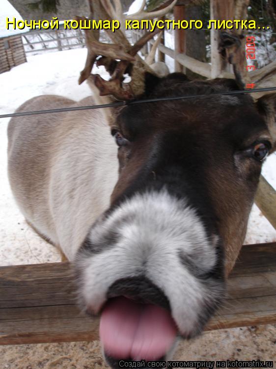 Котоматрица: Ночной кошмар капустного листка...