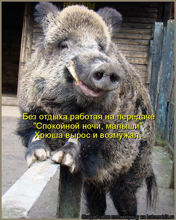 Котоматрица: Без отдыха работая на передаче "Спокойной ночи, малыши", Хрюша вырос и возмужал...