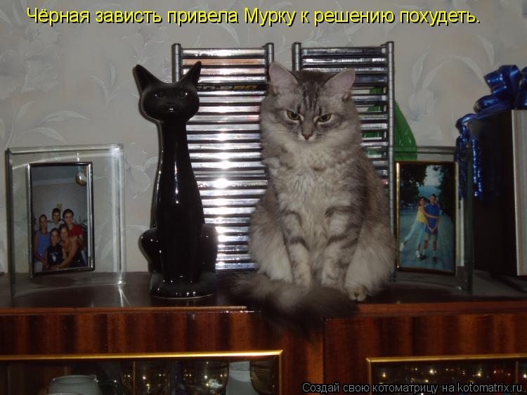 Котоматрица: Чёрная зависть привела Мурку к решению похудеть.
