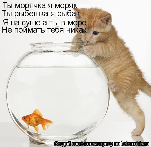 Котоматрица: Ты морячка я моряк Ты рыбешка я рыбак Я на суше а ты в море Не поймать тебя никак