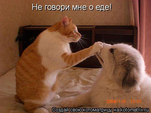 Котоматрица: Не говори мне о еде!