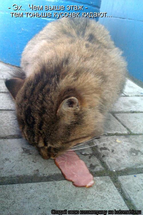 Котоматрица: - Эх.. Чем выше этаж -  тем тоньше кусочек кидают...