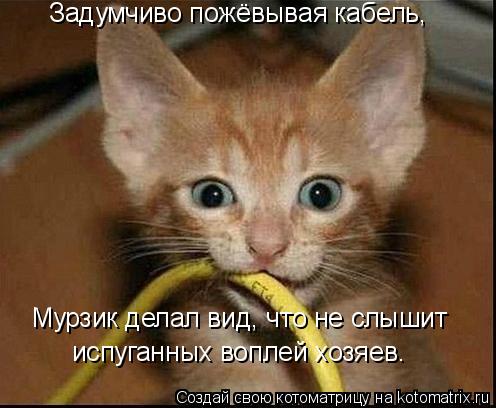 Котоматрица: Задумчиво пожёвывая кабель, Мурзик делал вид, что не слышит  испуганных воплей хозяев.