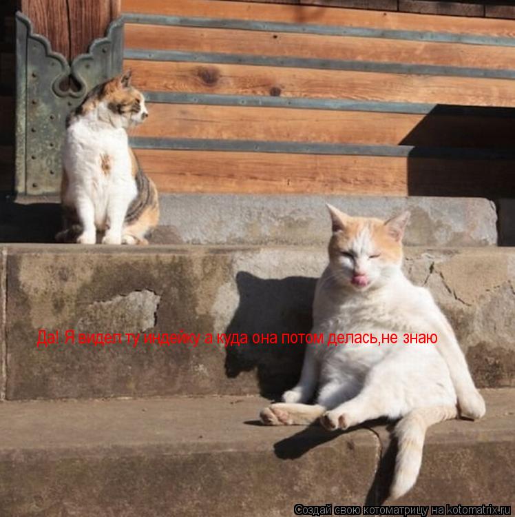 Да! Я видел ту индейку а куда она потом делась,не знаю... Котоматрица: Да! Я видел ту индейку а куда она потом делась,не знаю