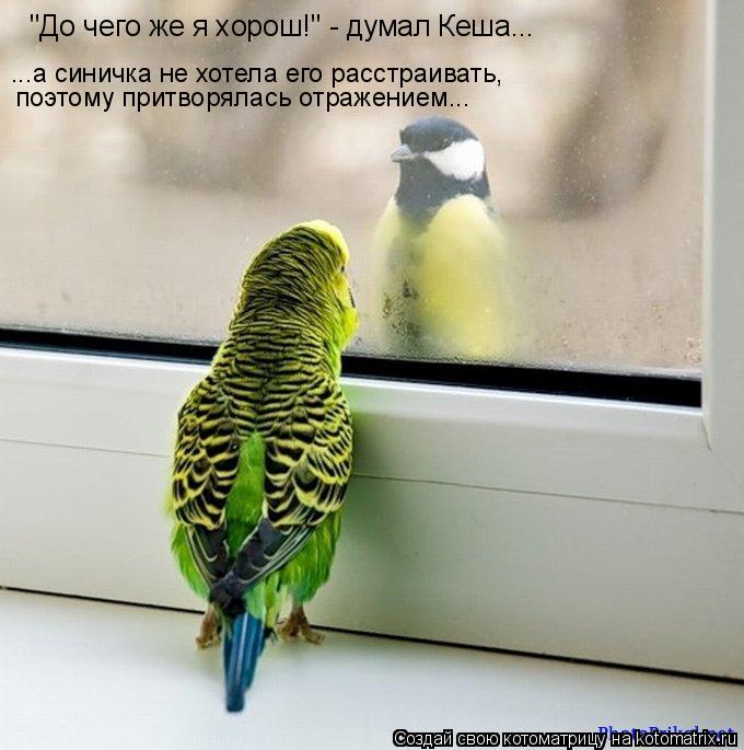 Котоматрица: "До чего же я хорош!" - думал Кеша... ...а синичка не хотела его расстраивать, поэтому притворялась отражением...