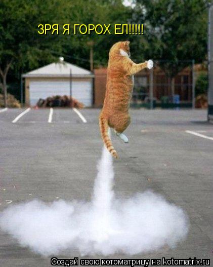 Котоматрица: ЗРЯ Я ГОРОХ ЕЛ!!!!!
