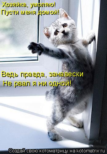 Котоматрица: Хозяйка, умоляю!  Пусти меня домой! Не рвал я ни одной! Ведь правда, занавески