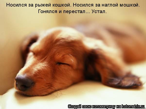 Котоматрица: Носился за рыжей кошкой. Носился за наглой мошкой. Гонялся и перестал... Устал.