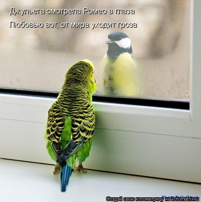 Котоматрица: Джульета смотрела Ромео в глаза Любовью вот, от мира уходит гроза