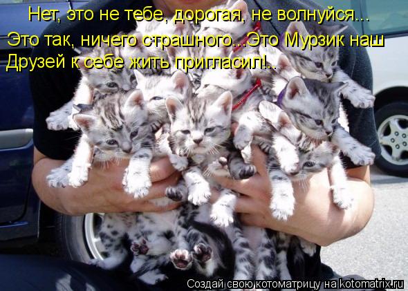 Котоматрица: Нет, это не тебе, дорогая, не волнуйся... Это так, ничего страшного...Это Мурзик наш  Друзей к себе жить пригласил!..
