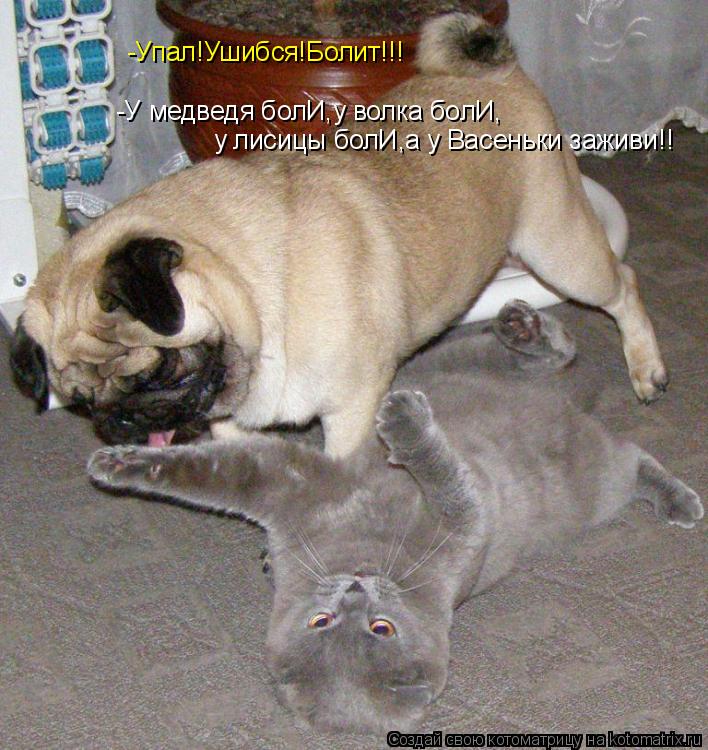 Котоматрица: -Упал!Ушибся!Болит!!! у лисицы болИ,а у Васеньки заживи!! -У медведя болИ,у волка болИ,