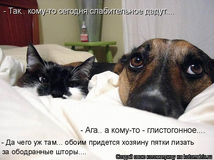 Котоматрица: - Так.. кому-то сегодня слабительное дадут.... - Ага.. а кому-то - глистогонное.... - Да чего уж там... обоим придется хозяину пятки лизать за ободра
