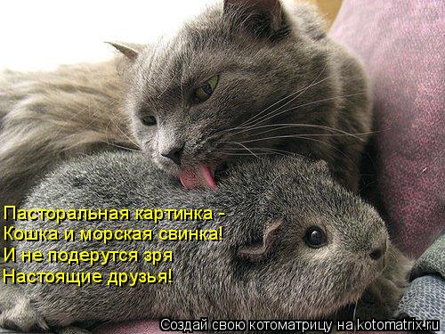 Котоматрица: Пасторальная картинка -  Кошка и морская свинка! И не подерутся зря Настоящие друзья!