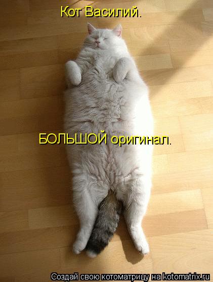 Котоматрица: Кот Василий. БОЛЬШОЙ оригинал.