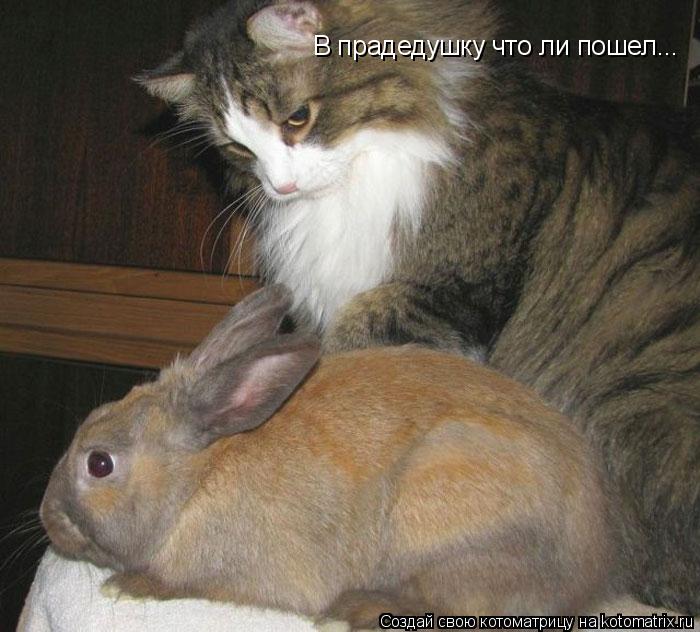 Котоматрица: В прадедушку что ли пошел...