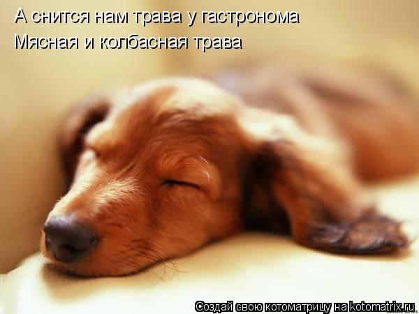 Котоматрица: А снится нам трава у гастронома Мясная и колбасная трава