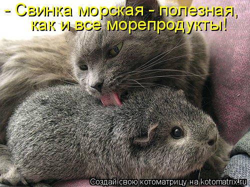 Котоматрица: - Свинка морская - полезная, как и все морепродукты!