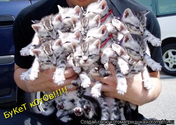 Котоматрица: БуКеТ кОтОв!!!!!