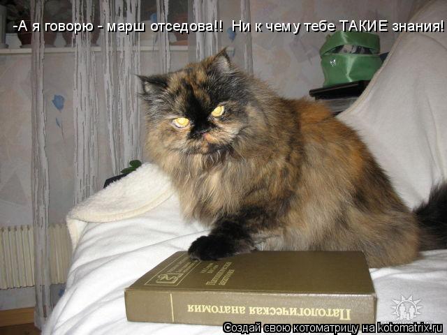 Котоматрица: -А я говорю - марш отседова!!  Ни к чему тебе ТАКИЕ знания!