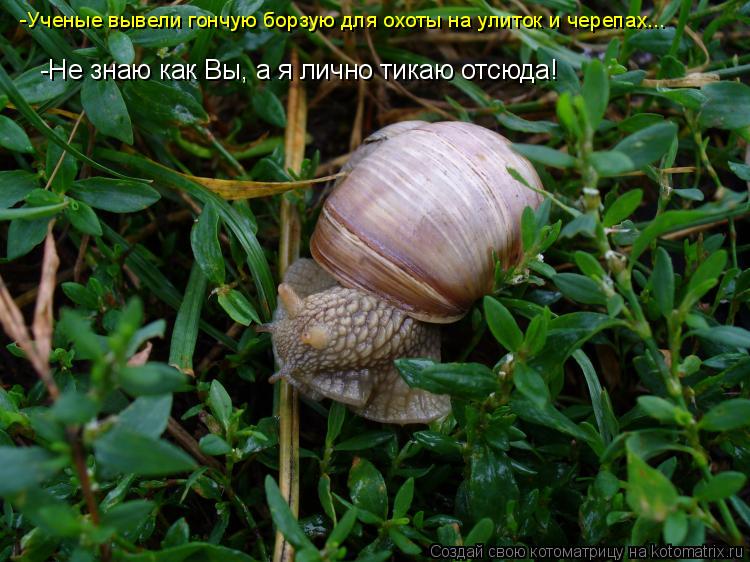 Котоматрица: -Ученые вывели гончую борзую для охоты на улиток и черепах... -Не знаю как Вы, а я лично тикаю отсюда!