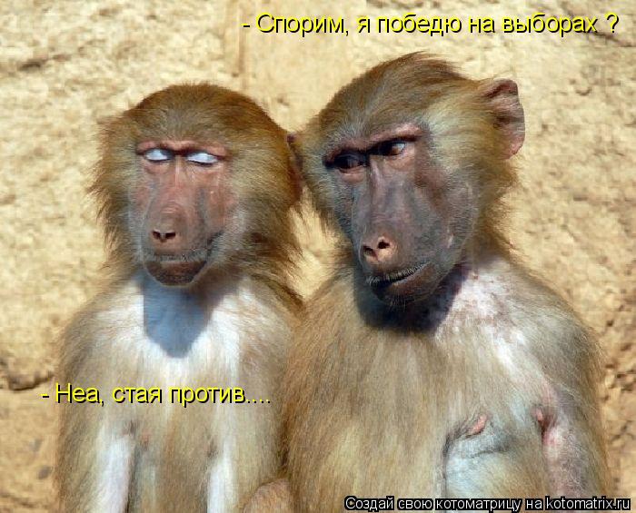Котоматрица: - Спорим, я победю на выборах ? - Неа, стая против....