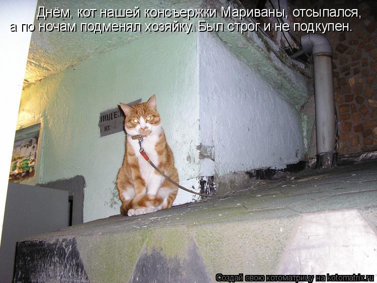 Котоматрица: Днём, кот нашей консъержки Мариваны, отсыпался, а по ночам подменял хозяйку. Был строг и не подкупен.