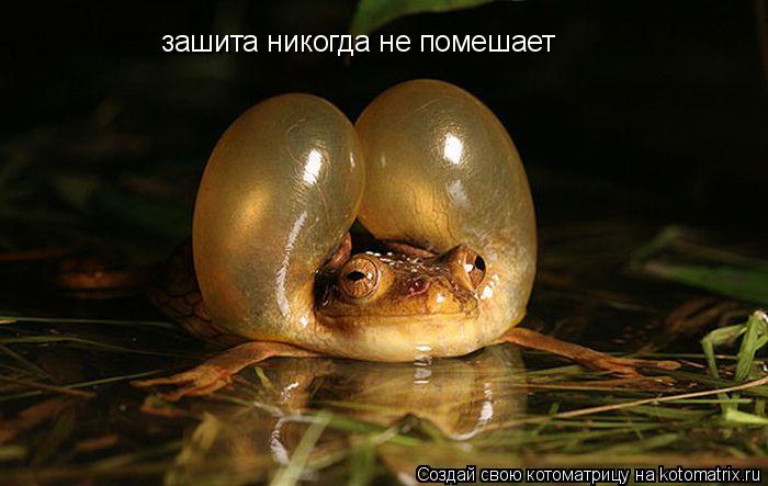 Котоматрица: зашита никогда не помешает