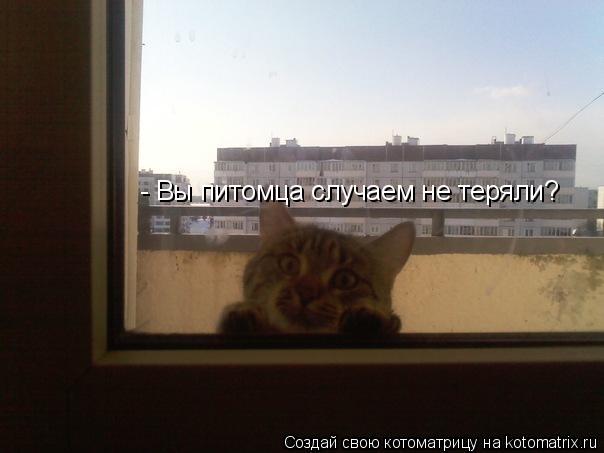 Котоматрица: - Вы питомца случаем не теряли?