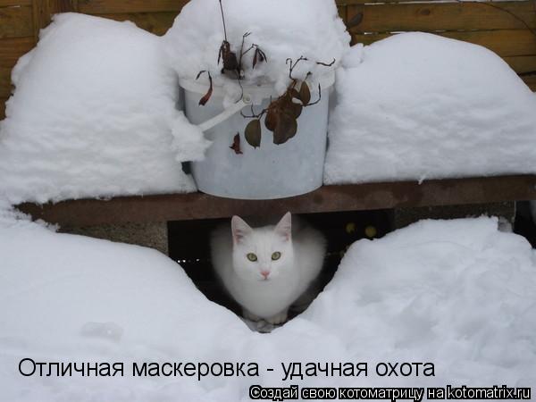 Котоматрица: Отличная маскеровка - удачная охота