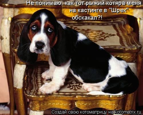 Котоматрица: Не понимаю, как тот рыжий котяра меня на кастинге в "Шрек"  обскакал?!