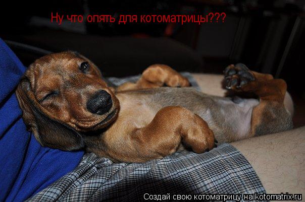 Котоматрица: Ну что опять для котоматрицы???
