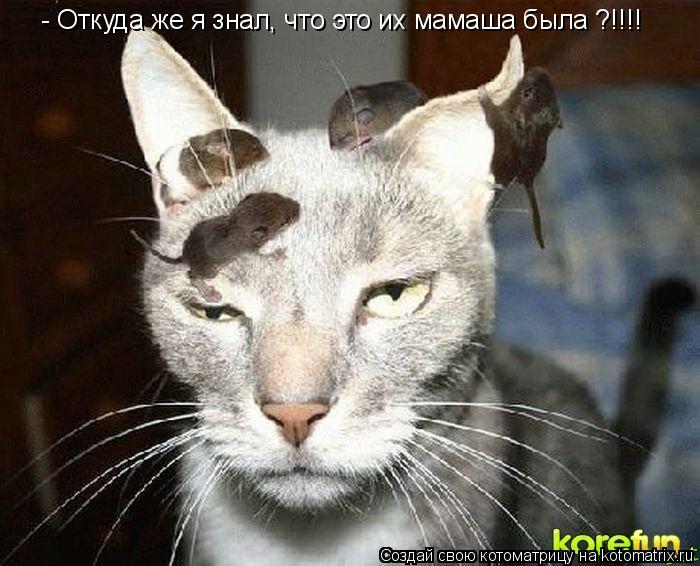 Котоматрица: - Откуда же я знал, что это их мамаша была ?!!!!